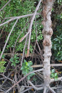 doğada ağaç gövdesi