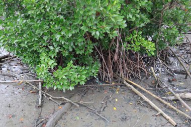 Ağaçların kökleri topraktır.