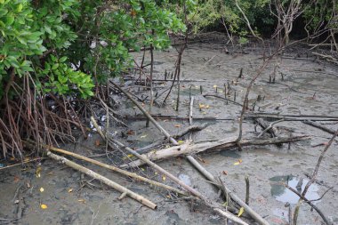 Ormandaki mangrov ağaçları