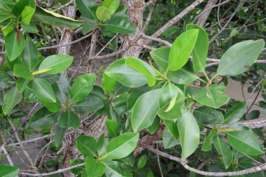 Bahçedeki yeşil bitkiler, Tayland