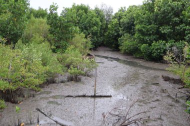 Tayland 'daki Mangrove Ormanı