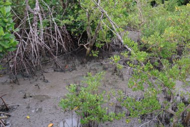 Mangrov ormanındaki mangrov ağaçları.