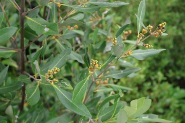 Bahçede yeşil yapraklar