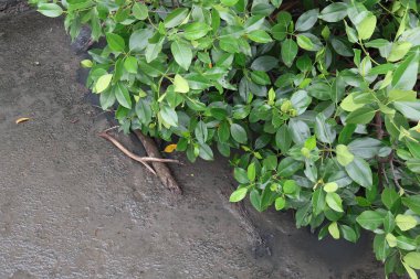 Nehir ve ormandaki nehir.