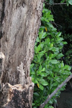 Ağaç gövdesi dokusu ve arka plan