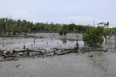 Tayland 'daki mangrov ormanında ölü ağaçlar.