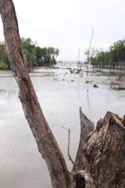 Mangrov ağaçlar deniz