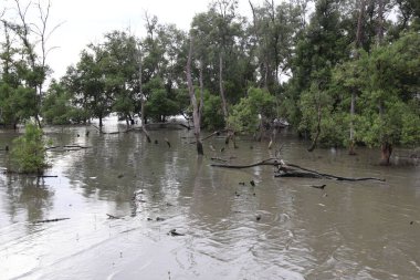 Tayland 'da sel basmış nehir