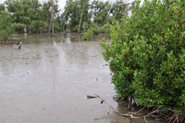 Tayland 'da su akıntısı olan mangrov ormanı