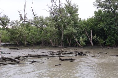 Tayland 'daki Mangrove ormanındaki mangrov nehri.