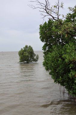 Mangrov ormanındaki mangrov ağaçları, Tayland