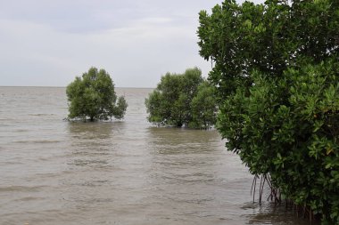 ağaç dalı sahilde.