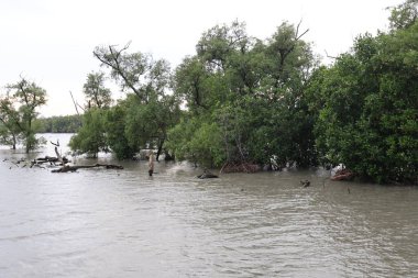 Ormandaki nehir ve ağaçlar