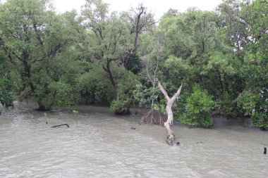 Sudaki ağaçların yağmuru