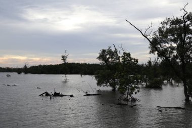 Mangrov ormanındaki mangrov ağacı.,