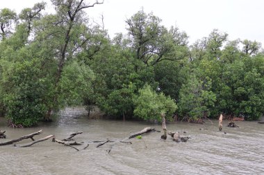 Ormandaki nehrin güzel manzarası