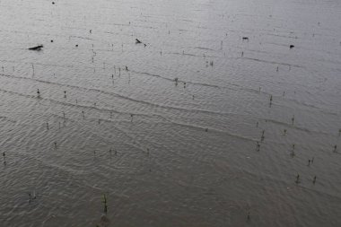 Parkta bir nehir manzarası