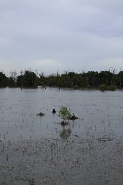 sel ve sel baskını