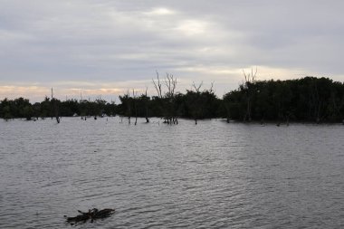 Mangrov ağaçları ve mangrov ağaçları olan mangrov ormanları.