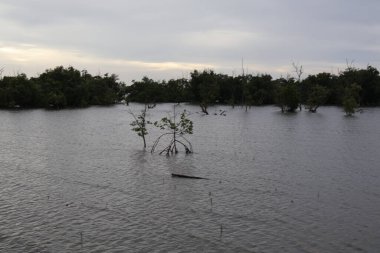 Mangrove ormanındaki mangrov ormanı.