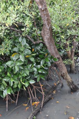 Bahçede yeşil yapraklar