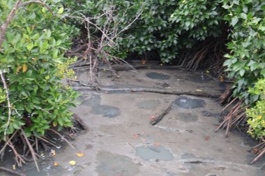 Ormanda küçük bir nehir.