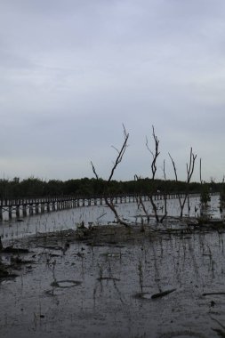 Sahildeki mangrov ağaçları.