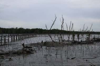 Tayland 'da terk edilmiş eski bir köprü