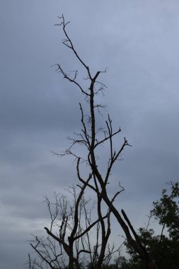 Ağaç dalları, bitki örtüsü.