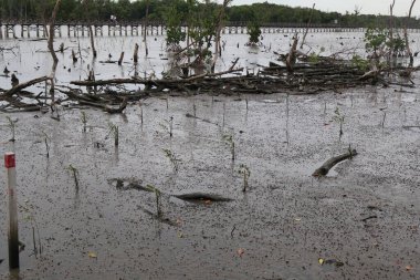 Mangrove ormanındaki mangrov ağacı.
