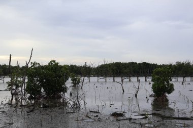 Mangrove ormanındaki mangrov ormanı.