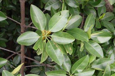 yeşil yapraklar, bitkiler ve yapraklar