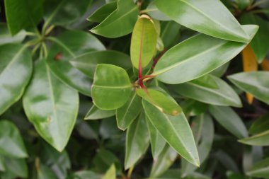 Yeşil yaprakların manzarasını kapat