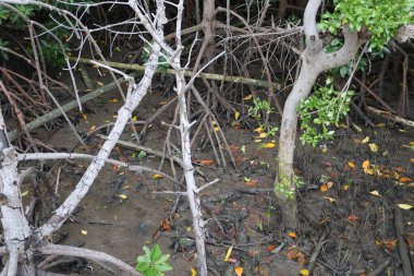 Tayland sahilindeki mangrov ormanı..