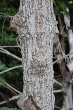 Kabuk dokusu yakın çekim