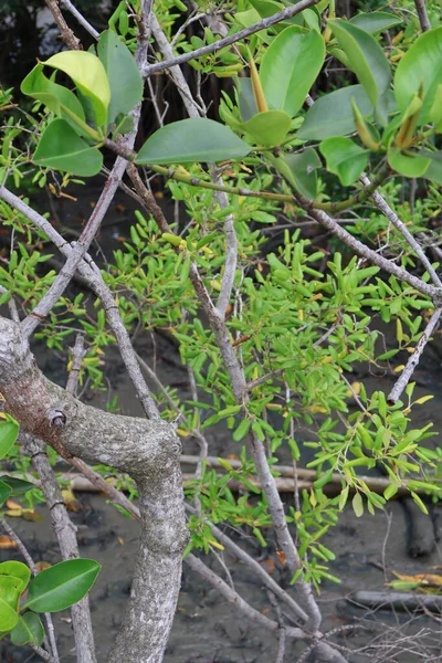 Ormanda yeşil yapraklar