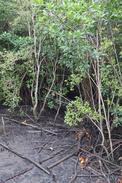 Tayland 'daki mangrov ormanındaki mangrov ağacı.