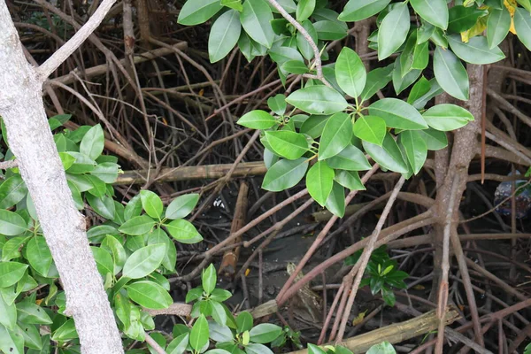 Ormanda yeşil yapraklar