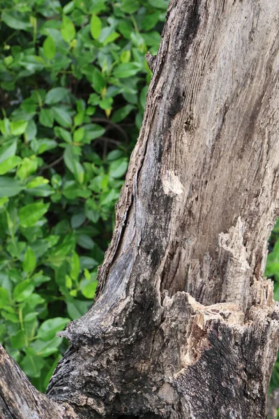 Ağaç gövdesi yapısı, doğal desen.