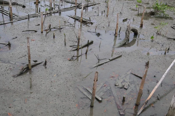 Ormandaki mangrov ağaçları