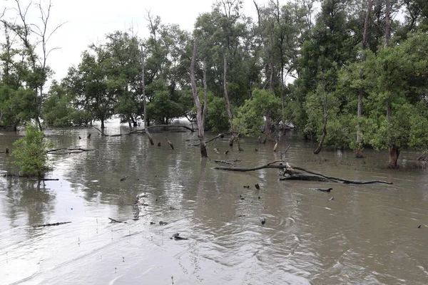 Tayland 'da sel basmış nehir