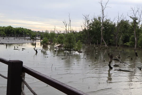Ormandaki nehir ve ağaç