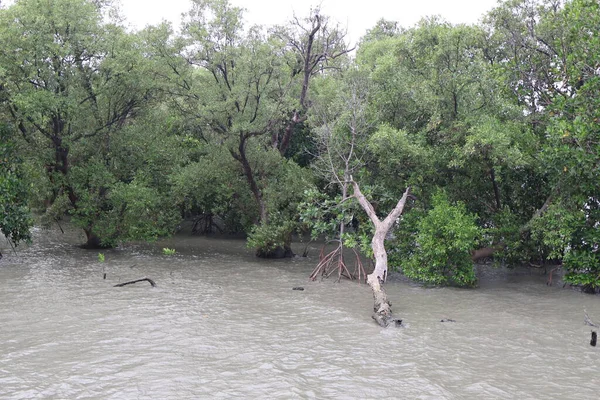 Sudaki ağaçların yağmuru