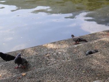 Güvercinler parkta yürüyor.