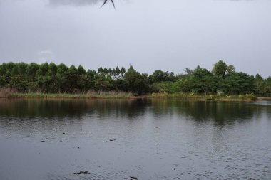 Ormandaki güzel göl.