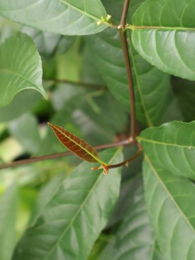 close up of color leaf growing outdoors at daytime