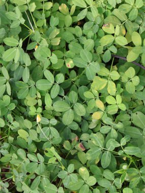 Bahçede yeşil yonca yaprağı