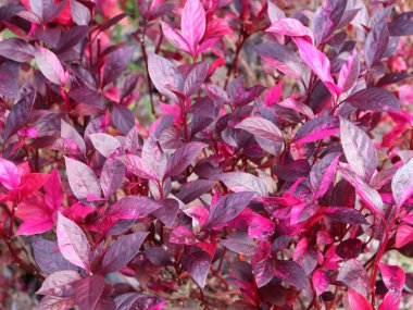 red and purple flowers of plant