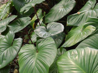 güzel yeşil tropikal yapraklar