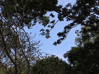 mavi gökyüzü arka plan ile ağaç dalları